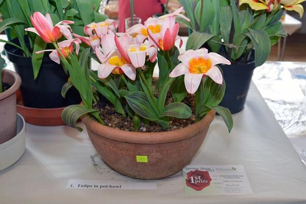 9. Prizewinning tulips.jpg